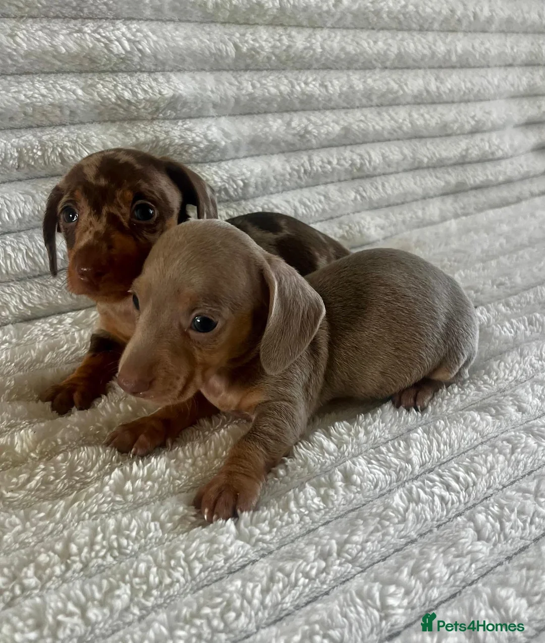 Miniature Dachshund dogs for sale: Kc registered miniature dachshund  - Advert 12