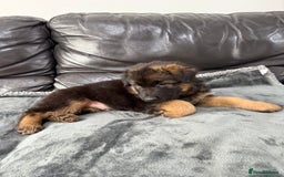 German Shepherd dogs for sale: TOP QUALITY SHOW LINES  - Image 6