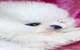 Pomeranian dogs for sale: Stunning teddybear face Boys Ready🌟 - Advert 10