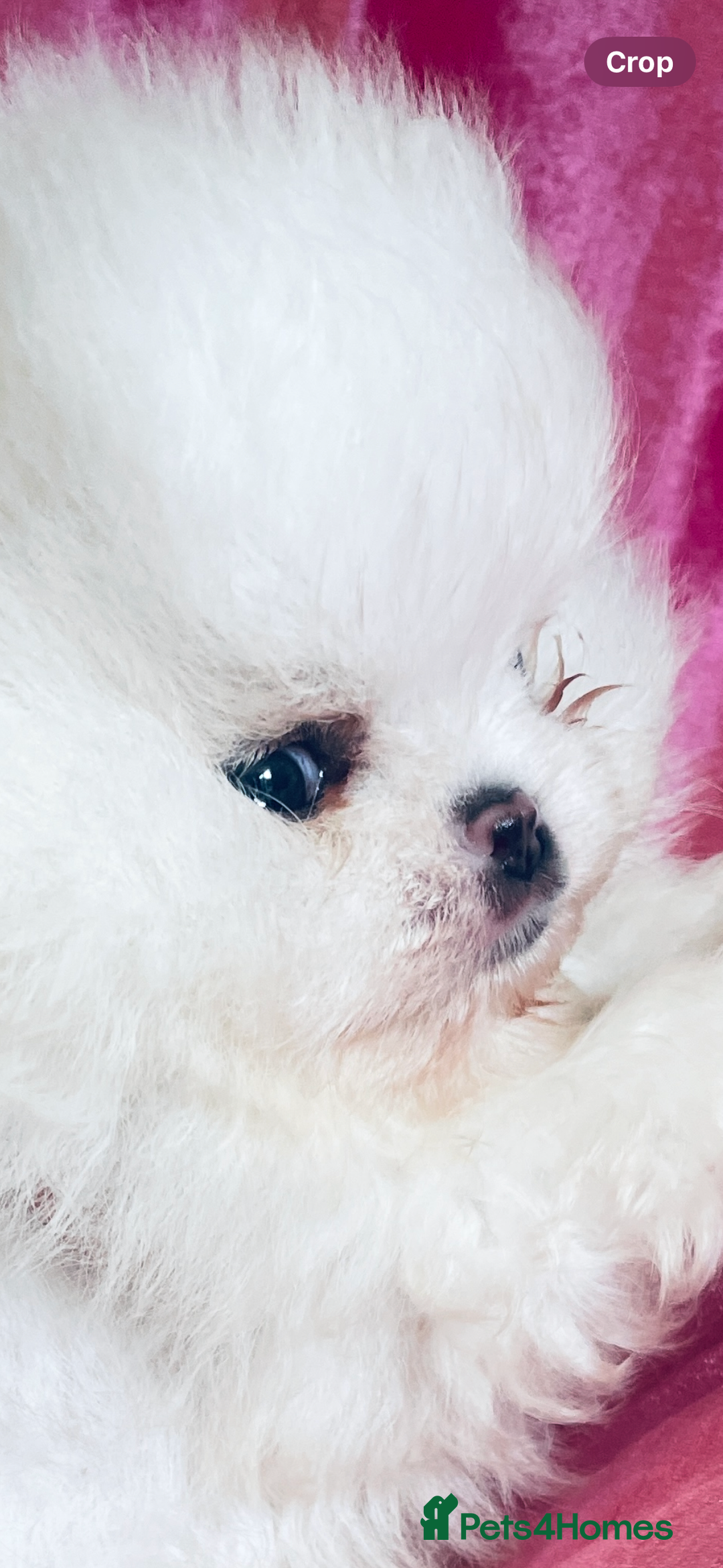 Pomeranian dogs for sale: Stunning teddybear face Boys Ready🌟 - Advert 10