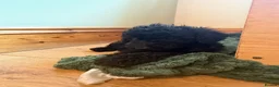 Cockapoo dogs for sale: Ready Now f1b Black & Brown Cockapoo Puppies! 🐾 - Advert 2