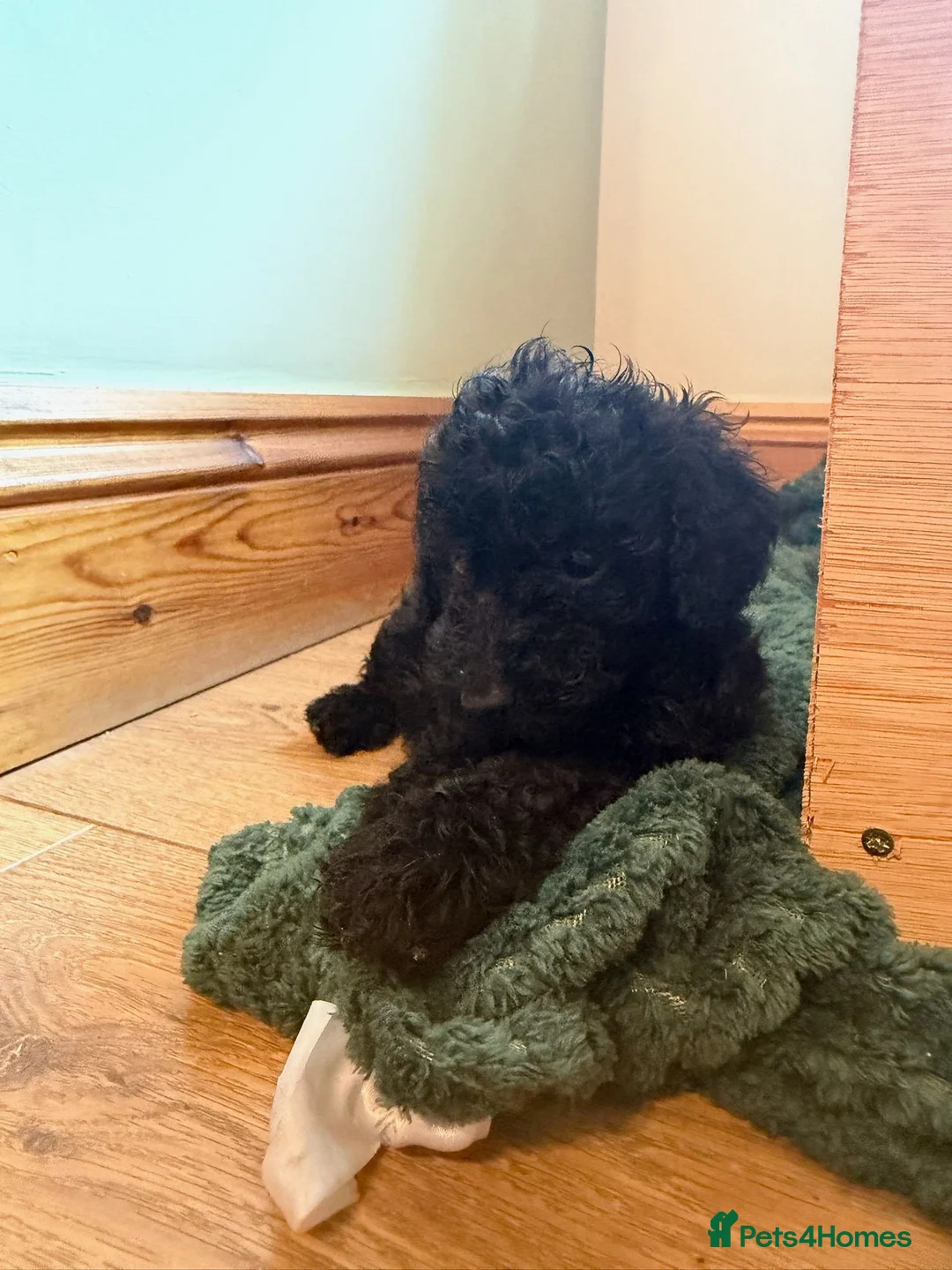 Cockapoo dogs for sale: Ready Now f1b Black & Brown Cockapoo Puppies! 🐾 - Advert 2
