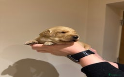 Labradoodle dogs for sale: Miniature Labradoodles - Image 14