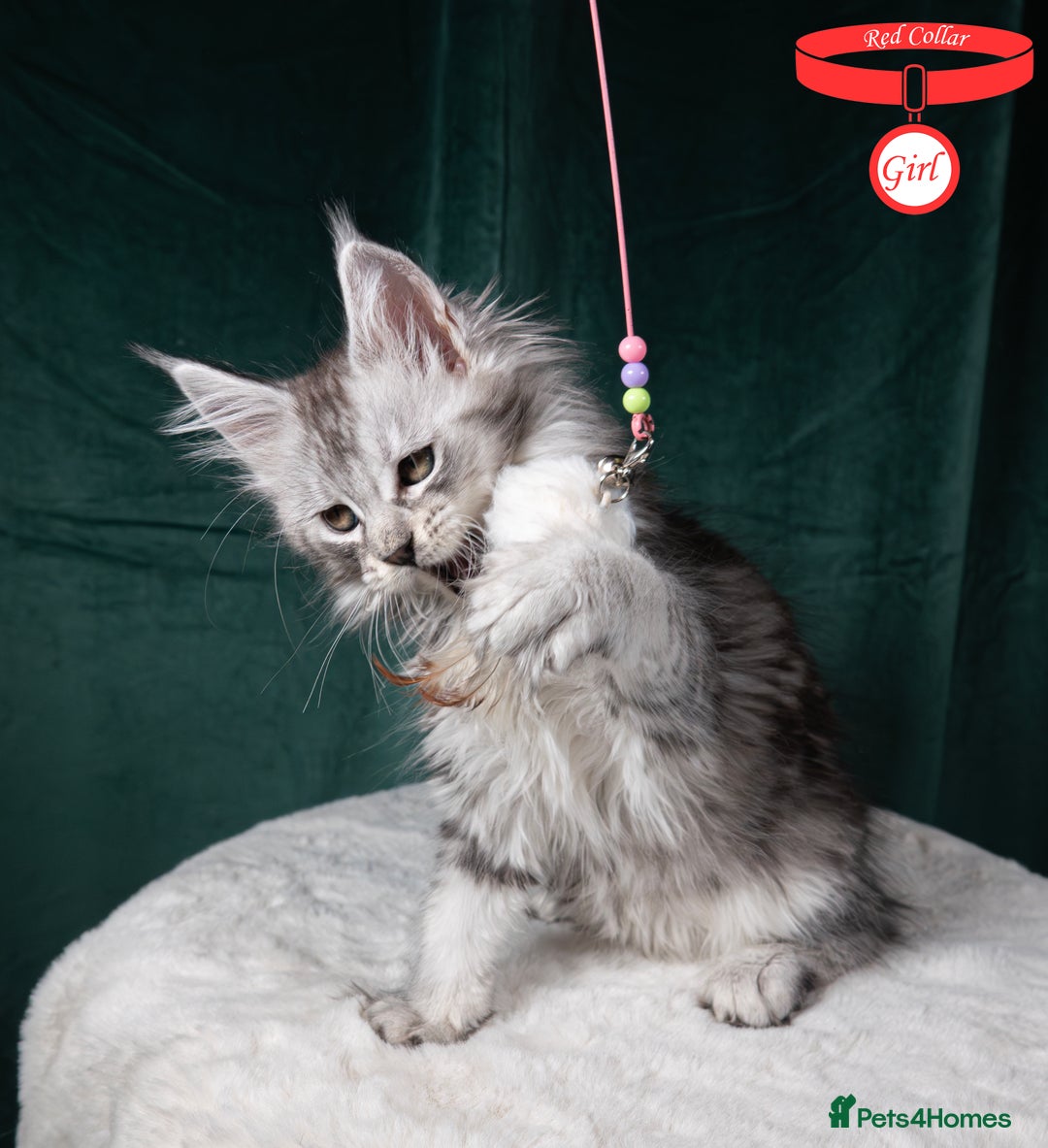 Maine Coon cats for sale: XL PEDIGREE TICA REGISTERED MAINE COON KITTENS - Advert 22