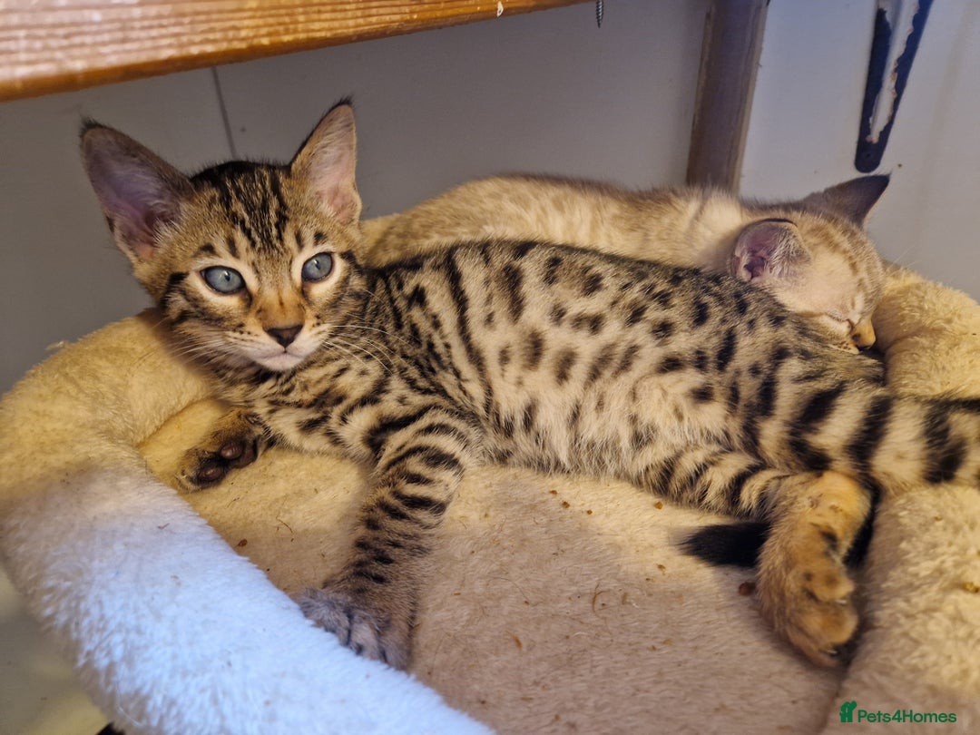 Mixed Breed cats for sale: Bengal, Siamese mix. 7/8ths Bengal 1 /8th Siamese  - Advert 20