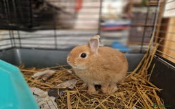 Netherland Dwarf rabbits for sale: Rare pretty purebred ginger Netherland dwarf girl - Image 7