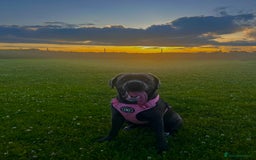 Cane Corso dogs for sale: Cane corso - Image 1