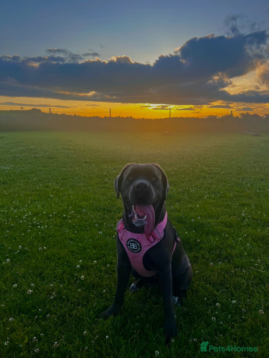 Cane Corso dogs for sale: Cane corso - Image 1
