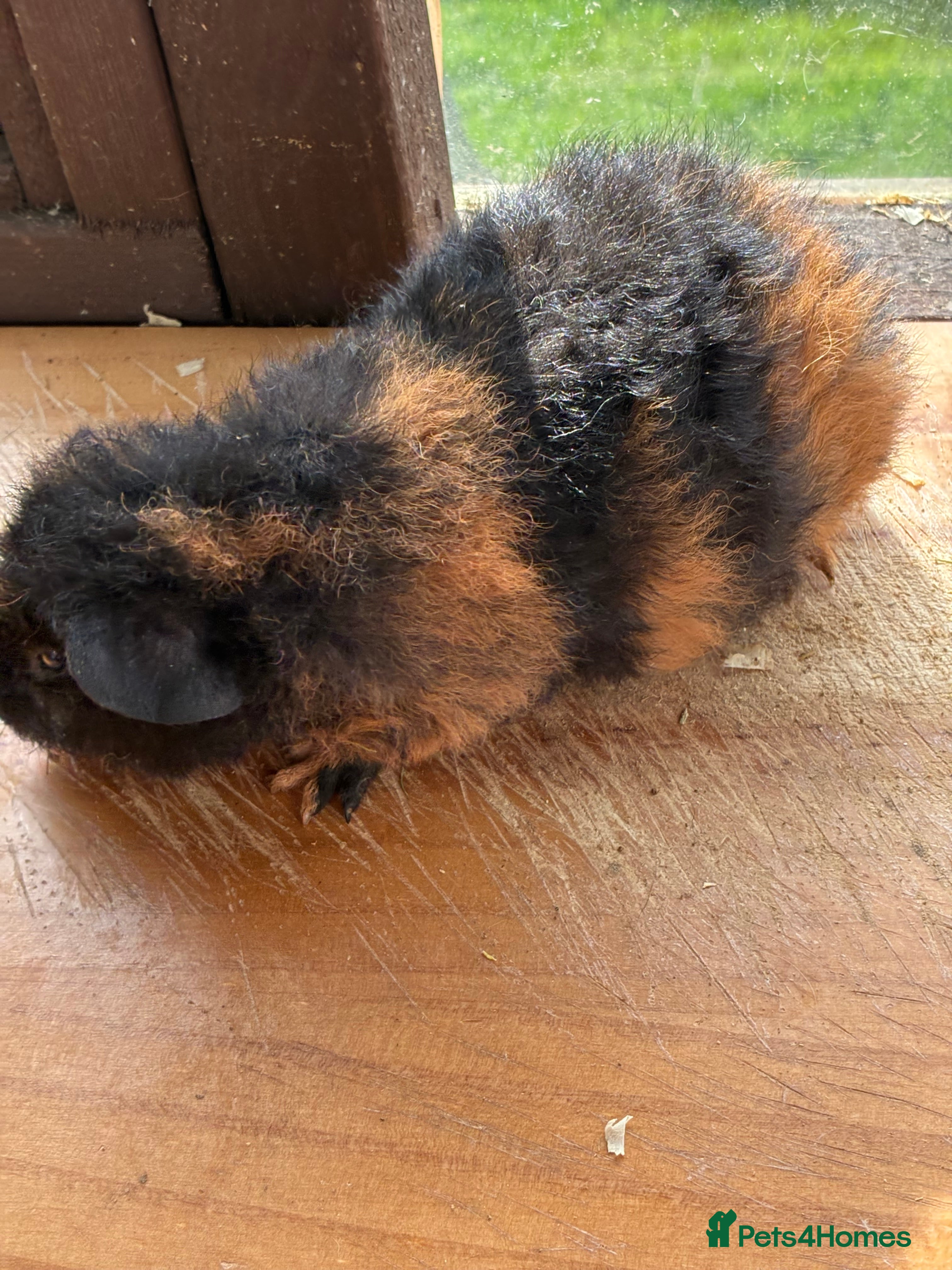 Guinea Pig rodents 1 Male Guinea Pig!! - Advert 14