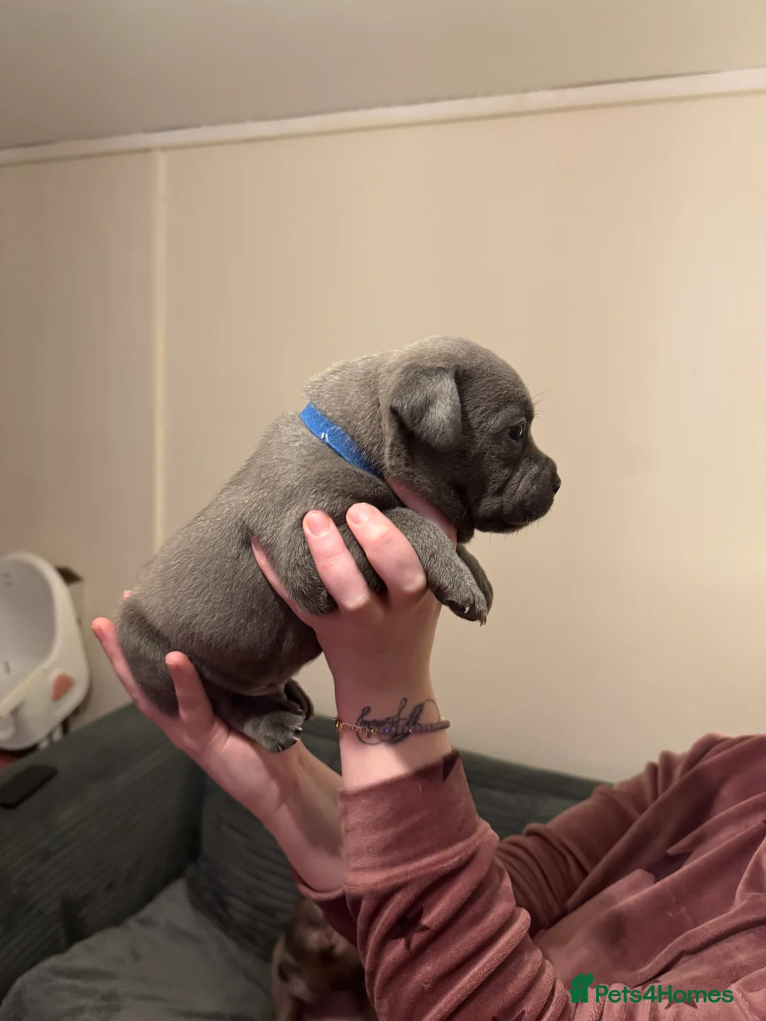 Staffordshire Bull Terrier dogs for sale: Blue Staffordshire bull terrier pups - Advert 5