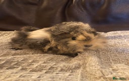 Guinea Pig rodents for sale: 2 beautiful baby boy Guineapigs  - Image 7