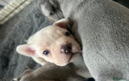 French Bulldog dogs for sale: REDUCED French Bull Dog Pups  - Image 9