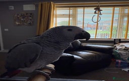 Parrots birds for sale: Baby African grey  - Image 3