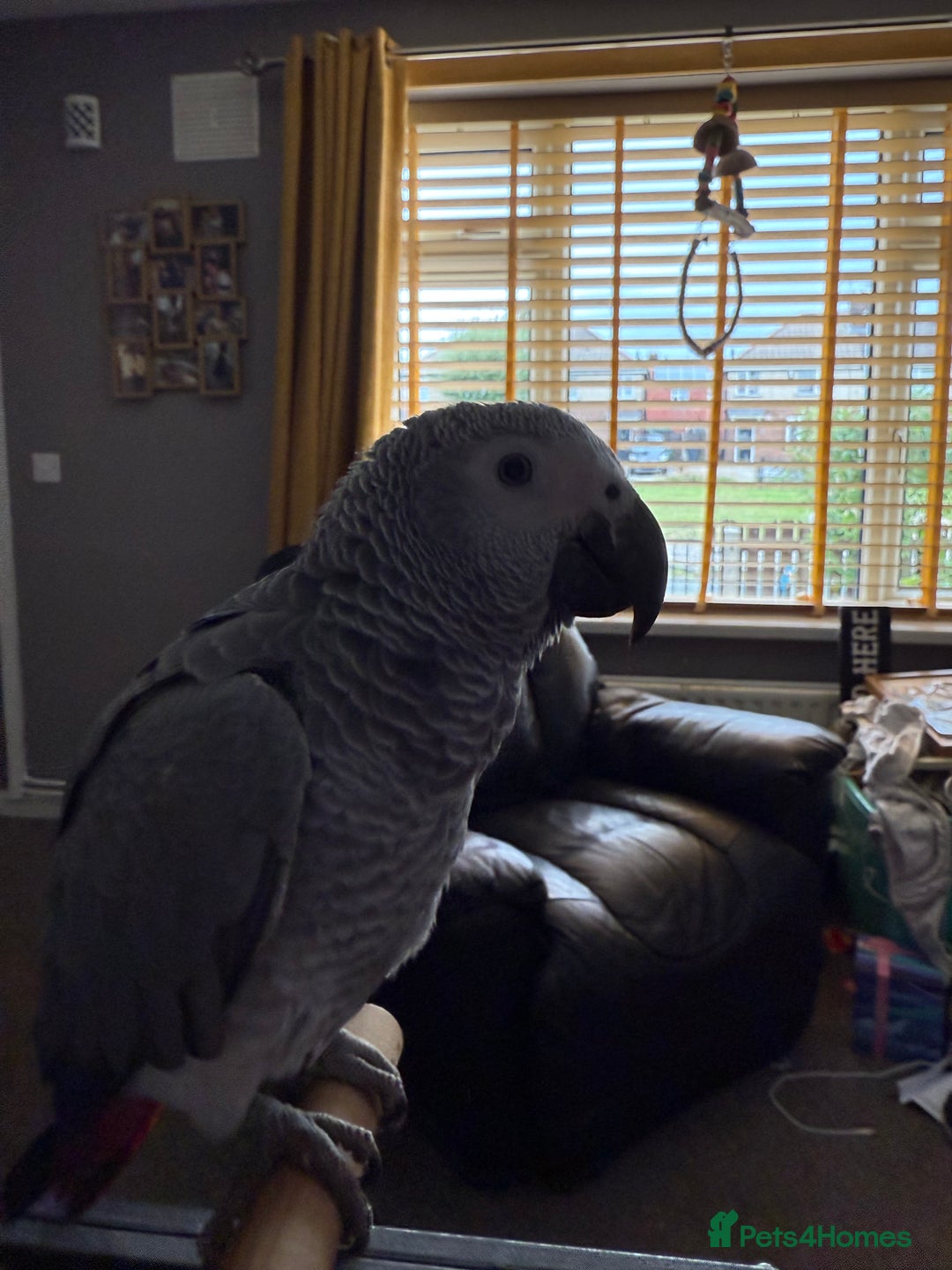 Parrots birds for sale: Baby African grey  - Image 3