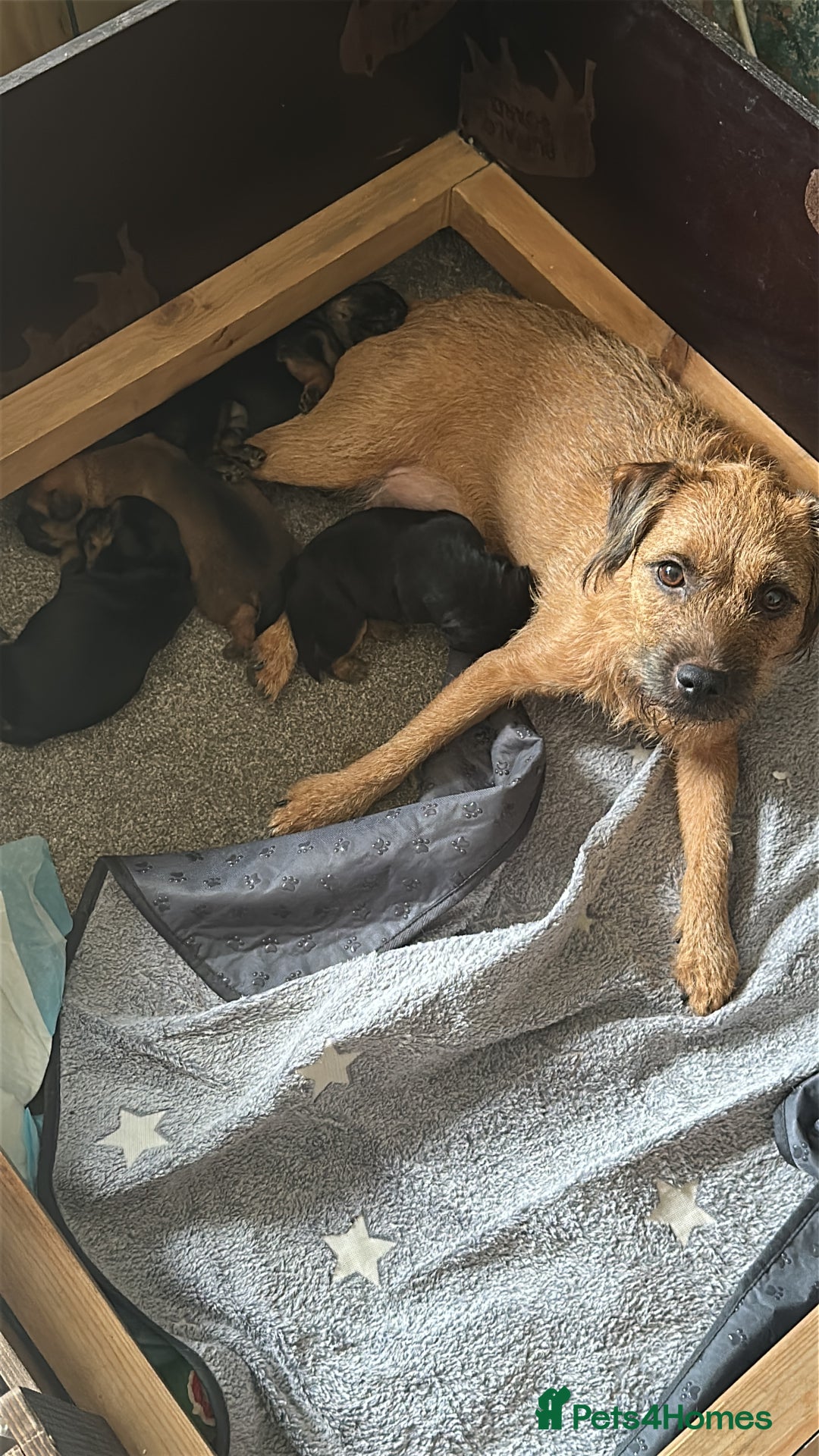 Border Terrier dogs for sale: Border Terrier - Image 5