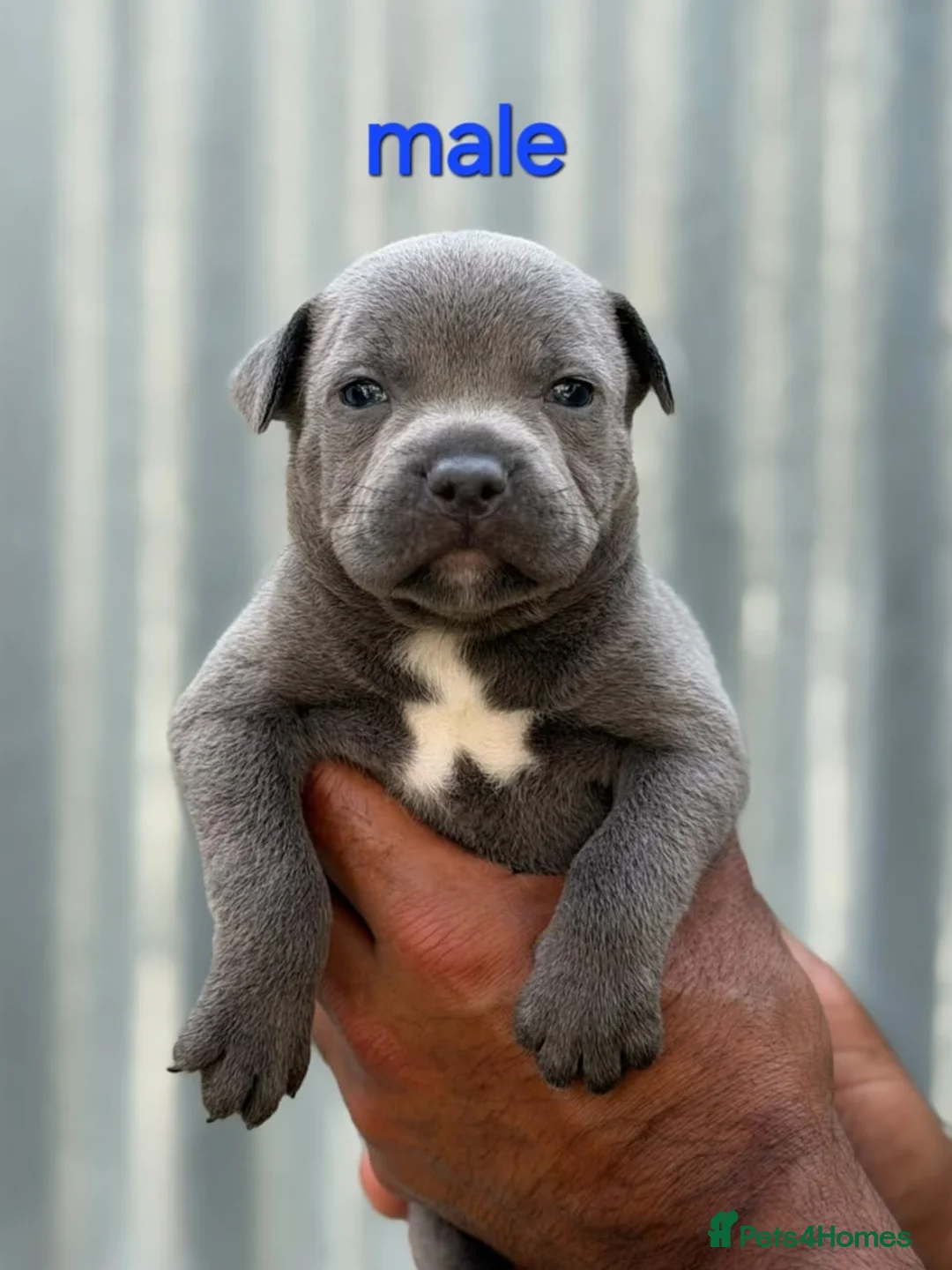 Staffordshire Bull Terrier dogs for sale: **Champion bloodlines puppies** - Advert 2