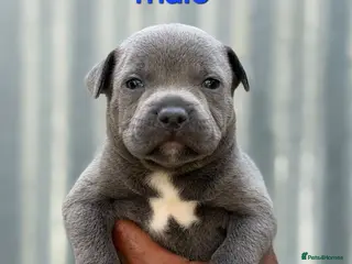 Staffordshire Bull Terrier dogs **KC Reg Champion bloodlines puppies** - Advert 1