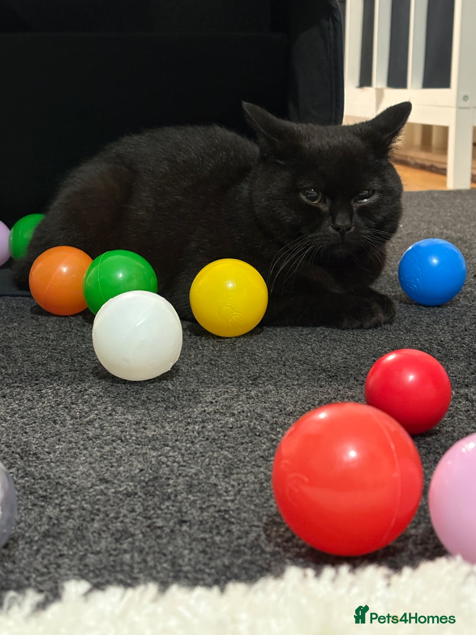 British Shorthair cats Black/brown British shorthair  - Advert 5