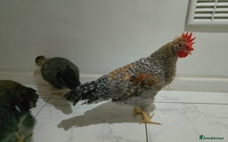 Hens poultry for sale: 2 hens and one Rooster - Image 8