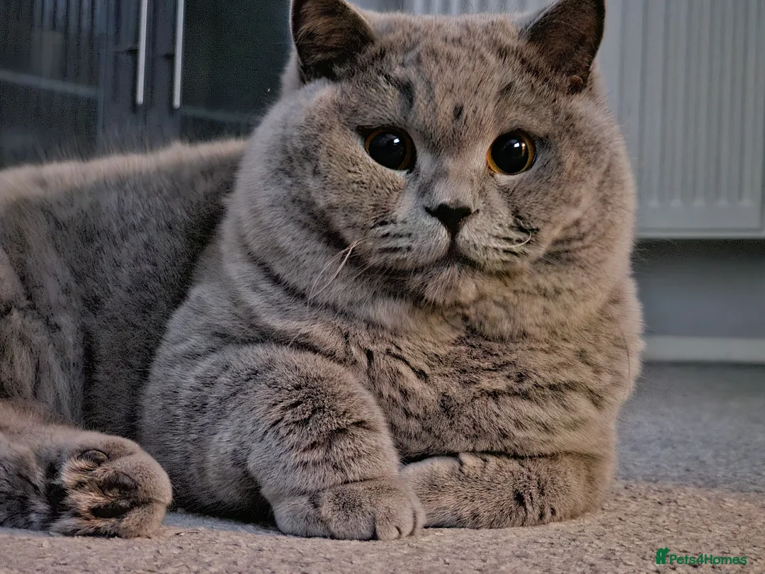 British Shorthair cats for sale: Chilled Fluffy Sleepy Cloud Boy 3yrs old - Advert 9
