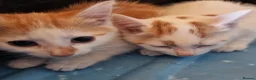Mixed Breed cats for sale: 3 ginger and white kittens in Wakefield - Advert 3