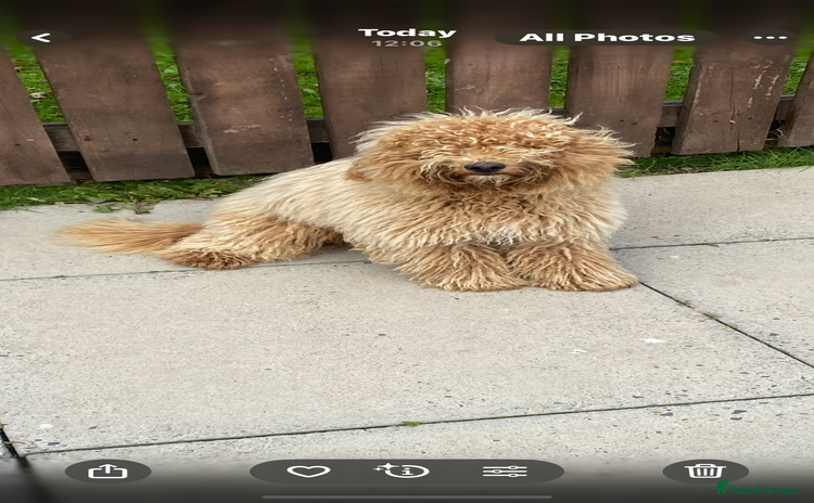 Mixed Breed dogs - Advert 15