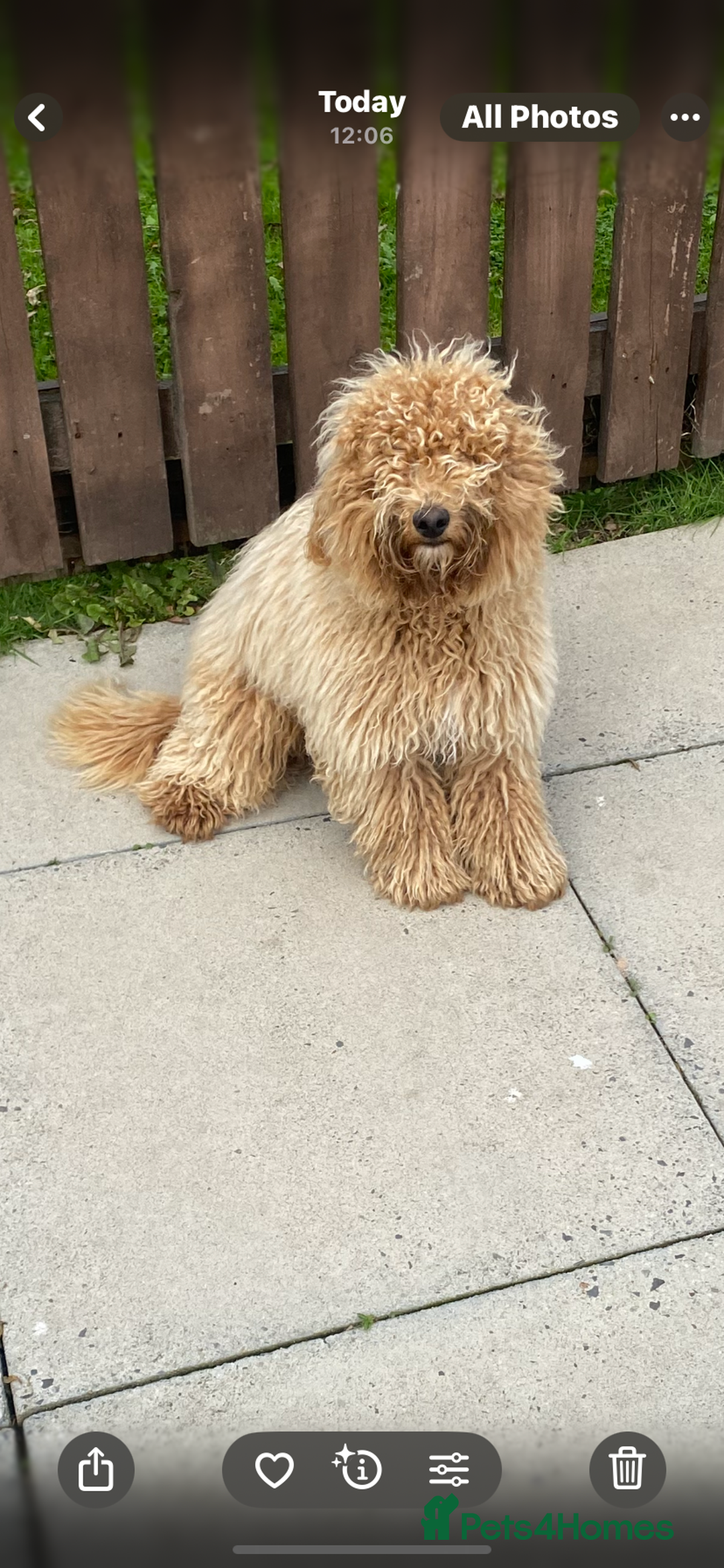 Mixed Breed dogs for sale: Labadoodle - Image 1