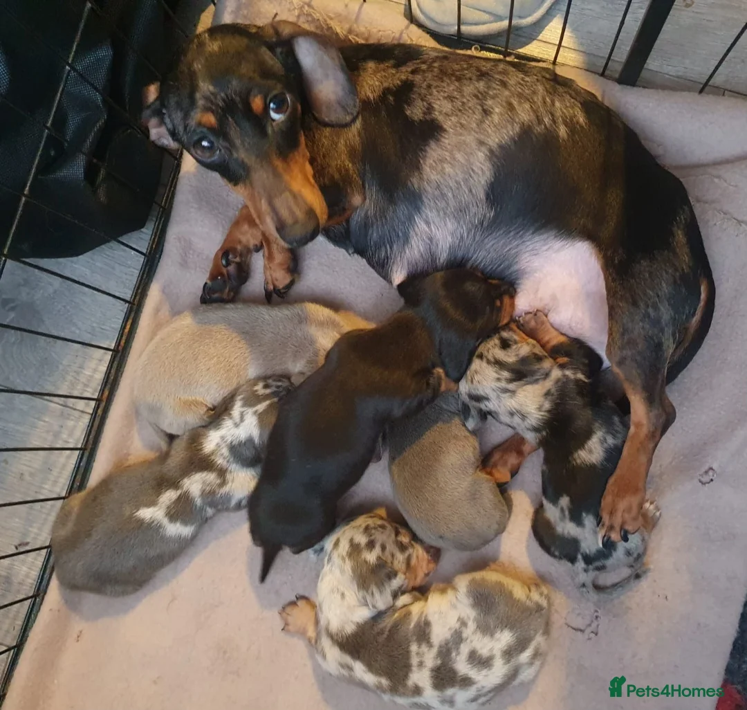 Dachshund dogs for sale: Dachshund - Advert 6