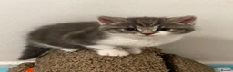 American Shorthair cats for sale: 3 Little Tabbies Looking for Their Forever Homes! - Advert 9