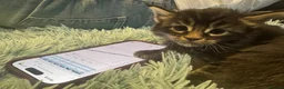 Maine Coon cats for sale: Affectionate, Pedigree Maine Coon Kittens: - Advert 29