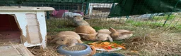 Mini Lop rabbits for sale: Beautiful mini-lop baby rabbits in South Croydon - Advert 5