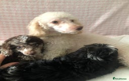 Miniature Poodle dogs for sale: ❤️🐶beautiful Merle miniature poodles girls🐶❤️ - Image 9