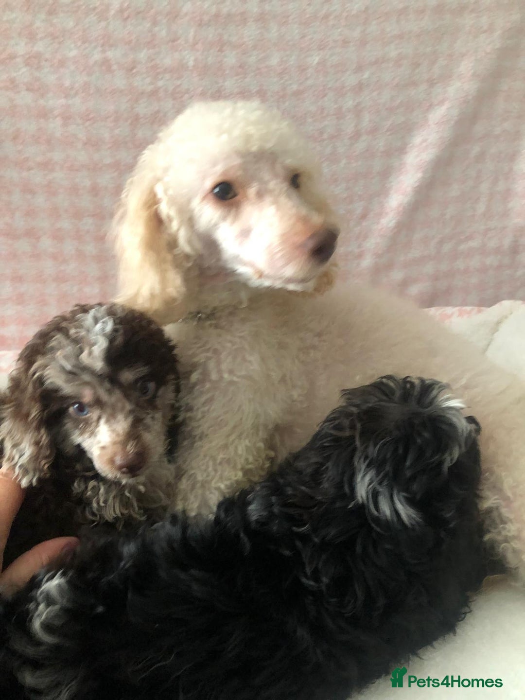 Miniature Poodle dogs for sale: ❤️🐶beautiful Merle miniature poodles girls🐶❤️ - Image 9