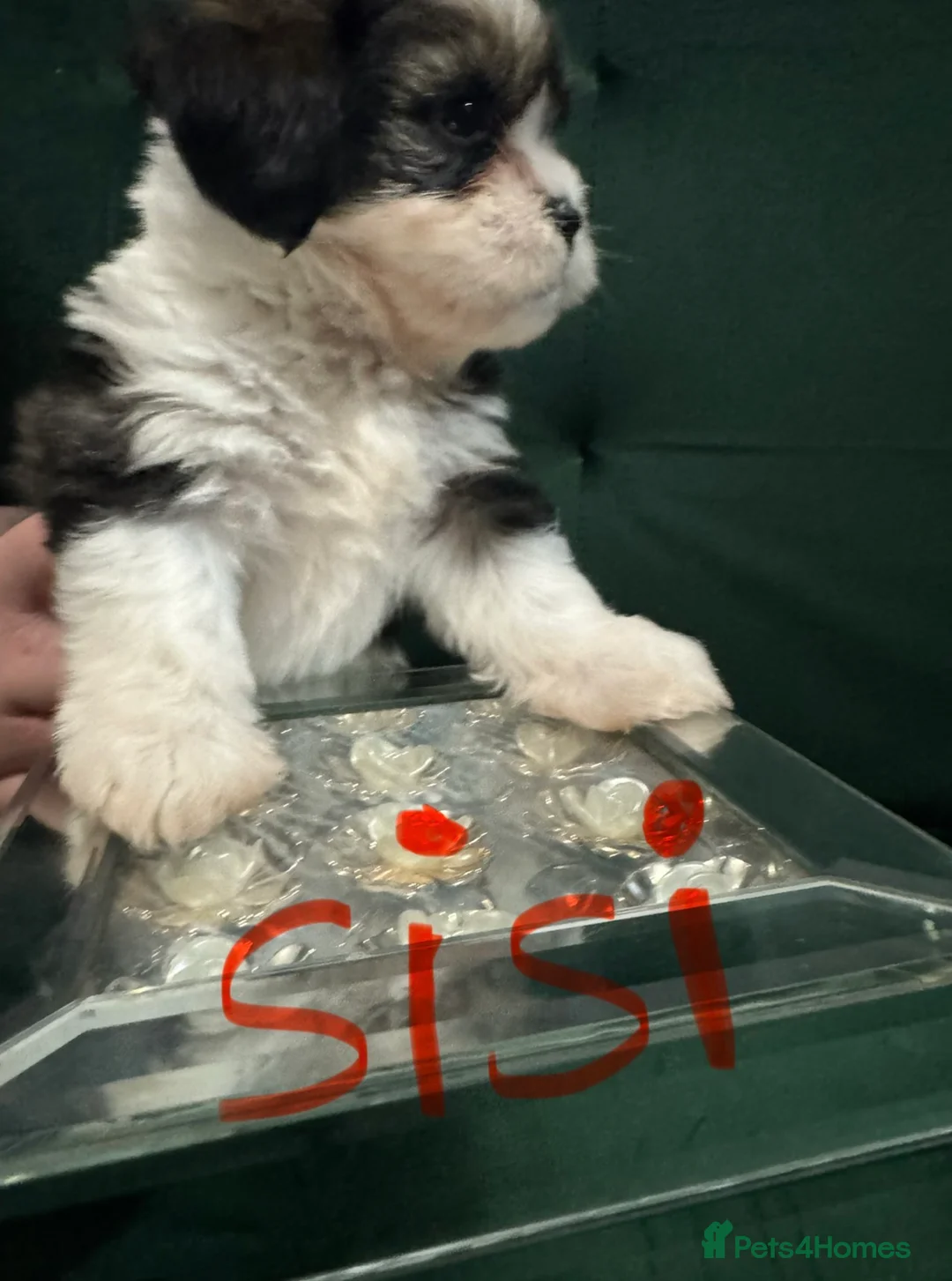 Shih Tzu dogs for sale: Beautiful Shih Tzu puppies  - Advert 6