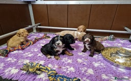 Cockapoo dogs for sale: F1 RARE COLOUR HEALTH TESTED COCKAPOOS FOR SALE - Image 9