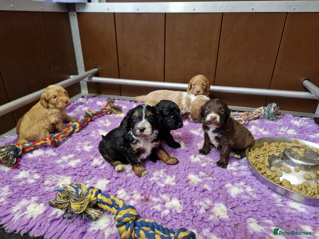Cockapoo dogs for sale: F1 RARE COLOUR HEALTH TESTED COCKAPOOS FOR SALE - Image 9