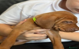 Hungarian Vizsla dogs for sale: Amazing Hungarian vizsla puppies - Image 26