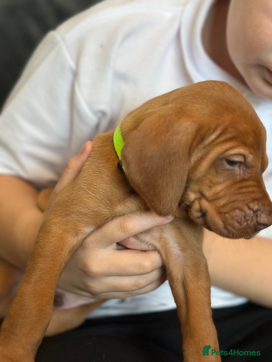 Hungarian Vizsla dogs for sale: Amazing Hungarian vizsla puppies - Image 26