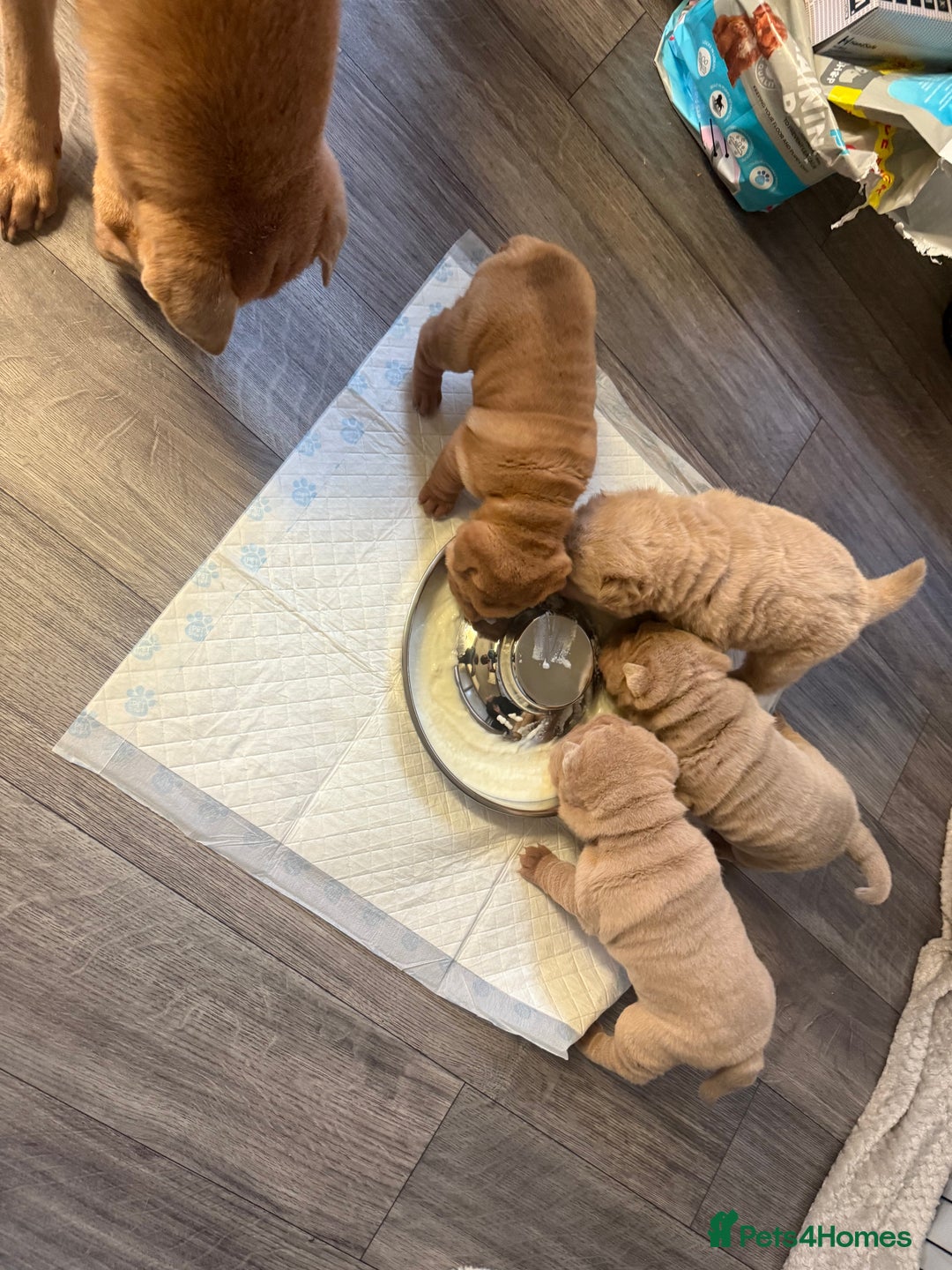Shar Pei dogs for sale: Adorable Sharpei puppies for sale! - Advert 5