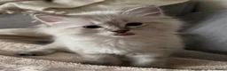 Ragdoll cats for sale: ✨ READY SOON ✨ Ragdoll Siberian Kittens - Advert 36