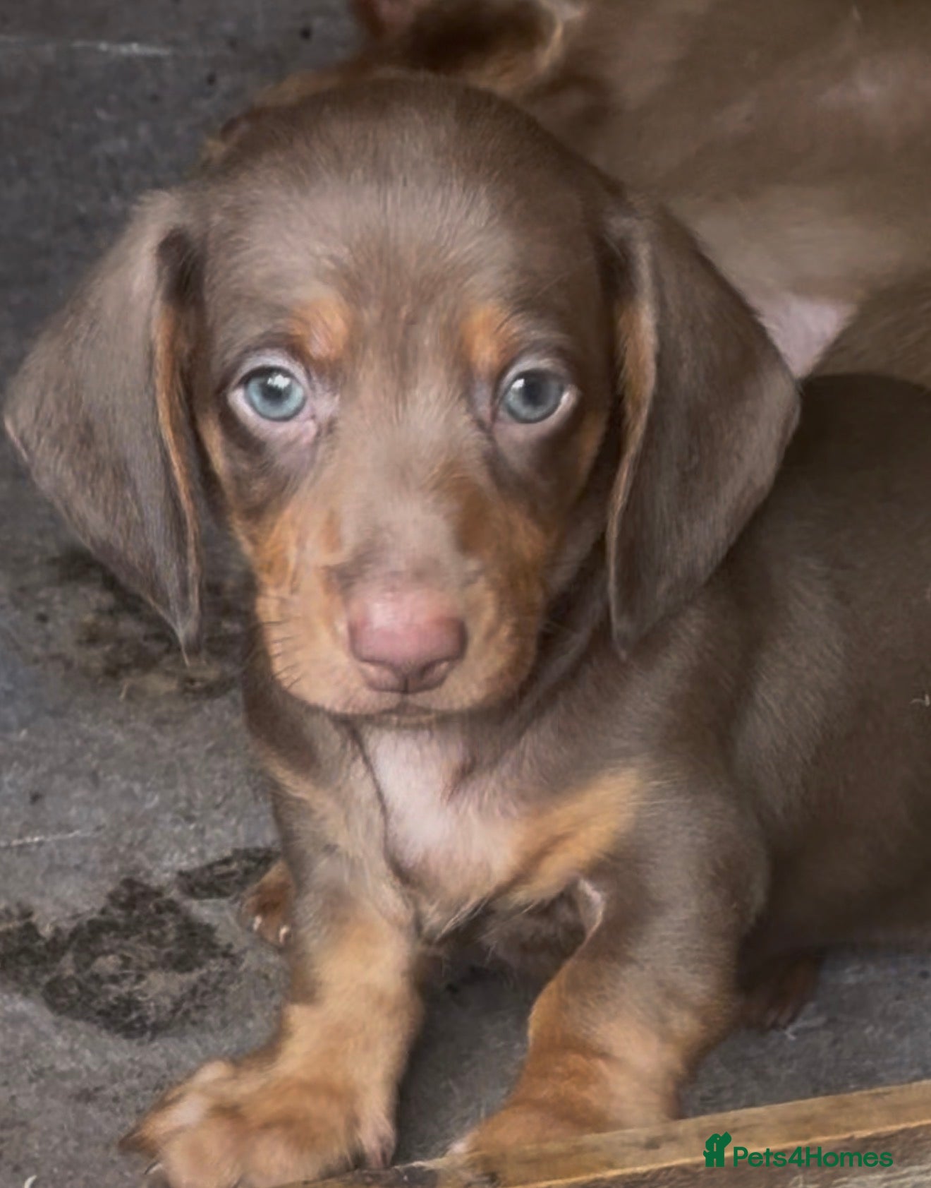 Dachshund dogs Dachshund Puppy’s  - Advert 2