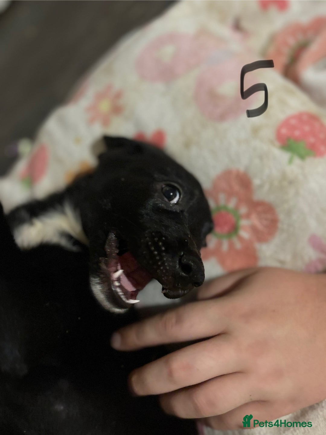 Mixed Breed dogs for sale: 8 week old German shepherd/ Labrador cross pups   - Image 15