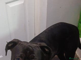 Cane Corso dogs Mix cane corso - Advert 6