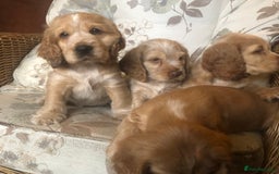 Cocker Spaniel dogs for sale: 4 stunning cocker spaniel puppies  - Image 5