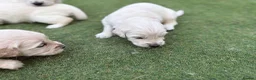 Golden Retriever dogs for sale: KC registered golden retriever puppies available  in Cambridge - Advert 14