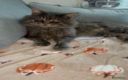Maine Coon cats for stud: HUGE TICA Active Championship male stud - Image 12