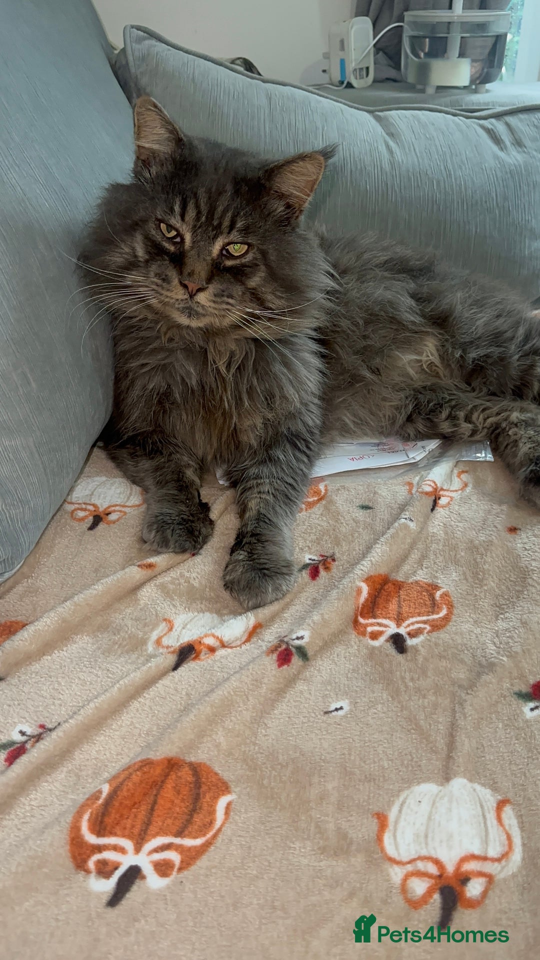 Maine Coon cats for stud: HUGE TICA Active Championship male stud - Image 12