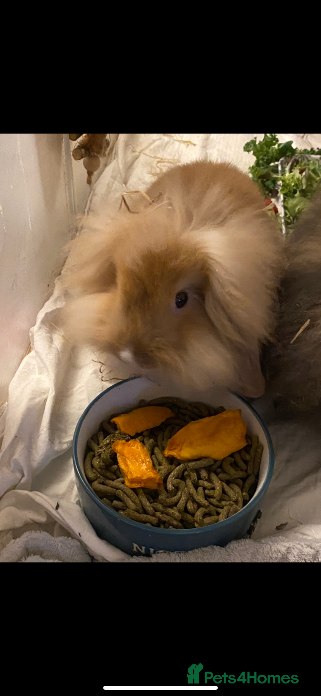 Lionhead rabbits for sale: ⭐️Beautiful lionhead bunnies⭐️ - Advert 4