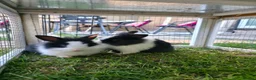 Mixed Breed rabbits for sale: Baby bunnies for sale - 2 left - girl and boy in Chard - Advert 1
