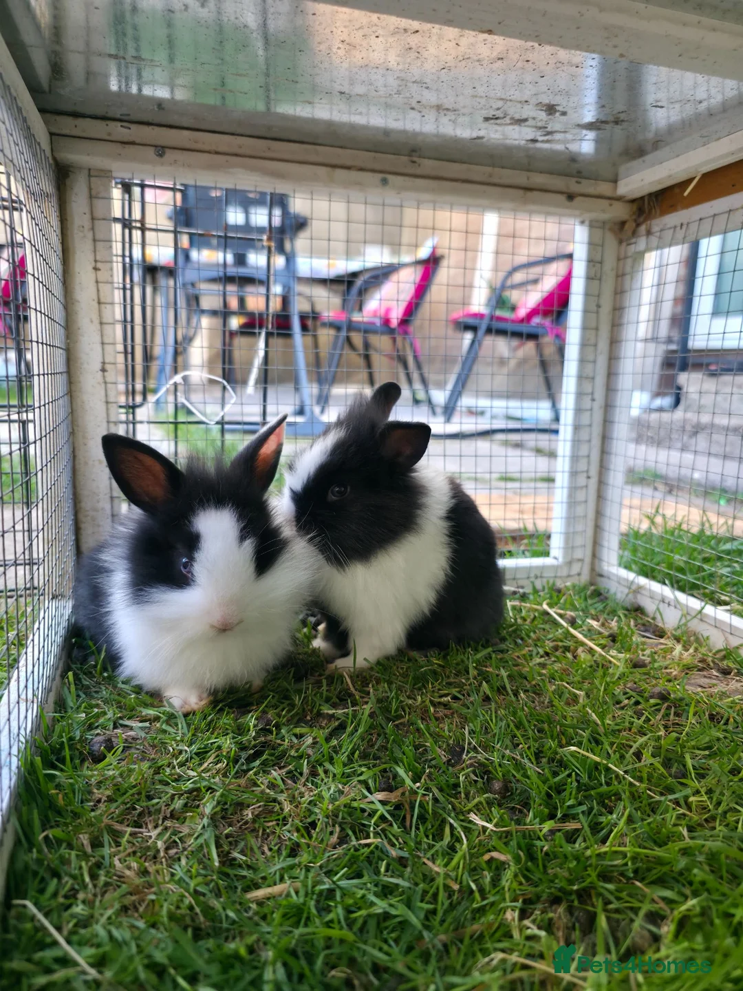 Mixed Breed rabbits for sale: Baby bunnies for sale - 2 left - girl and boy in Chard - Advert 1